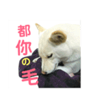 私の名前は丸米財です。（個別スタンプ：20）