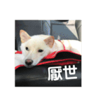私の名前は丸米財です。（個別スタンプ：23）