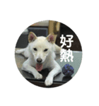 私の名前は丸米財です。（個別スタンプ：30）