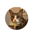 はなちゃんスタンプ©️nkk（個別スタンプ：1）