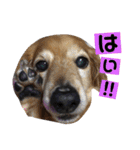 亜比留と妃由娘のスタンプ☆（個別スタンプ：11）