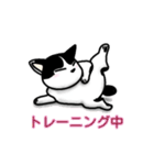 ぽっちゃり猫のチャコちゃんスタンプ第2弾（個別スタンプ：11）