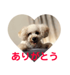 ぽぽちゃんの挨拶（個別スタンプ：4）