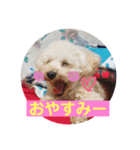 ぽぽちゃんの挨拶（個別スタンプ：7）