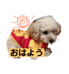 ぽぽちゃんの挨拶（個別スタンプ：8）