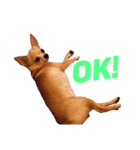 Lime スタンプ (American ver)（個別スタンプ：3）