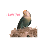 Lovebird(hana chan)（個別スタンプ：1）