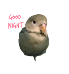 Lovebird(hana chan)（個別スタンプ：3）