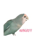 Lovebird(hana chan)（個別スタンプ：5）
