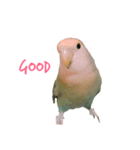 Lovebird(hana chan)（個別スタンプ：6）