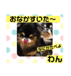 4ちわわ！いろいろなつぶやき（個別スタンプ：6）