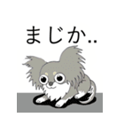 毎日役立つ☆キュートなパピヨン犬の日常①（個別スタンプ：14）