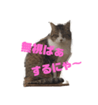 ミケとキキ③（個別スタンプ：3）
