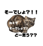 ミケとキキ③（個別スタンプ：6）