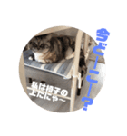 ミケとキキ③（個別スタンプ：8）