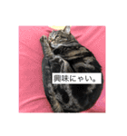 ジャッキーとチッチ（個別スタンプ：1）