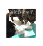 ジャッキーとチッチ（個別スタンプ：2）