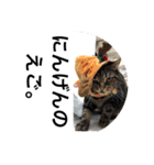 ジャッキーとチッチ（個別スタンプ：3）