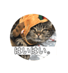 ジャッキーとチッチ（個別スタンプ：5）