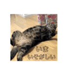ジャッキーとチッチ（個別スタンプ：7）