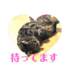 ジャッキーとチッチ（個別スタンプ：8）