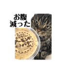 ジャッキーとチッチ（個別スタンプ：10）
