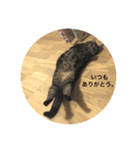 ジャッキーとチッチ（個別スタンプ：11）
