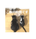 ジャッキーとチッチ（個別スタンプ：12）
