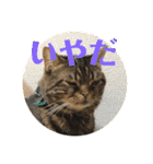 ジャッキーとチッチ（個別スタンプ：13）