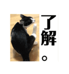 ジャッキーとチッチ（個別スタンプ：14）