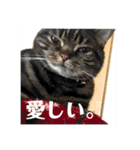 ジャッキーとチッチ（個別スタンプ：15）