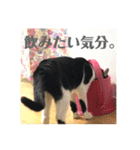 ジャッキーとチッチ（個別スタンプ：16）