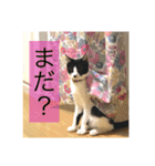 ジャッキーとチッチ（個別スタンプ：17）