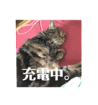 ジャッキーとチッチ（個別スタンプ：18）