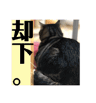 ジャッキーとチッチ（個別スタンプ：21）