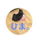 ジャッキーとチッチ（個別スタンプ：22）
