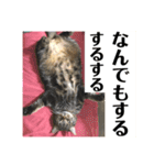ジャッキーとチッチ（個別スタンプ：23）