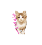 にゃんこ4兄妹（個別スタンプ：1）
