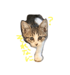 にゃんこ4兄妹（個別スタンプ：2）