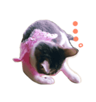 にゃんこ4兄妹（個別スタンプ：5）