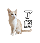 猫好きのスタンプ（個別スタンプ：1）