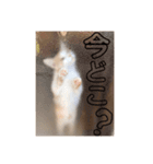 猫好きのスタンプ（個別スタンプ：4）