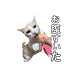 猫好きのスタンプ（個別スタンプ：5）