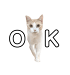 猫好きのスタンプ（個別スタンプ：11）