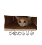 猫好きのスタンプ（個別スタンプ：12）