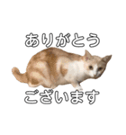 猫好きのスタンプ（個別スタンプ：16）