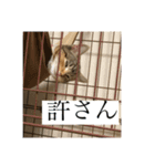 こももちゃん！（個別スタンプ：13）