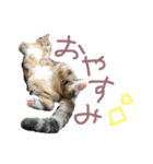 こももちゃん！（個別スタンプ：16）