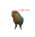 Lovebird(ponzu)（個別スタンプ：1）