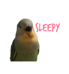 Lovebird(ponzu)（個別スタンプ：3）